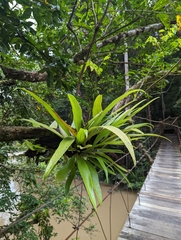 Aspleniaceae