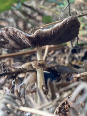 Agaricus sylvaticus
