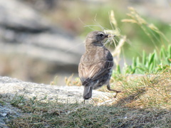 Anthus petrosus