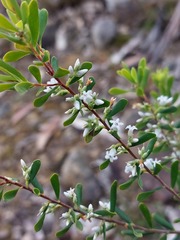 Styphelia mutica