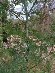Acacia parvipinnula