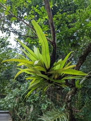 Aspleniaceae