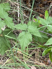 Rubus ursinus