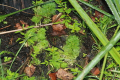 Hottonia palustris