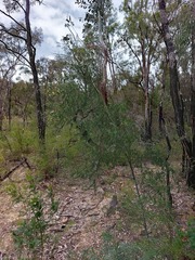 Acacia parvipinnula