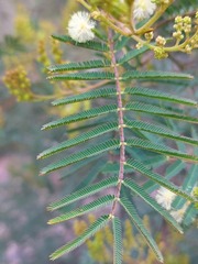 Acacia parvipinnula