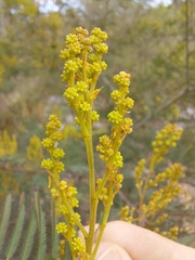 Acacia parvipinnula