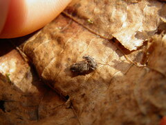 Strophosoma capitatum