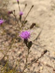 Liatris cymosa
