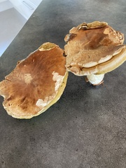 Boletus reticulatus