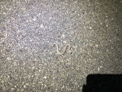 Crotalus cerastes cerastes