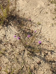 Liatris cymosa
