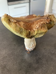 Boletus reticulatus