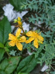 Hypericum