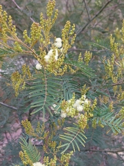Acacia parvipinnula
