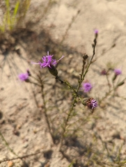 Liatris cymosa