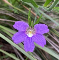 Scaevola ramosissima