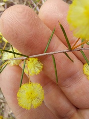 Acacia brownii