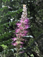 Comanthosphace formosana