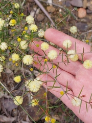 Acacia brownii