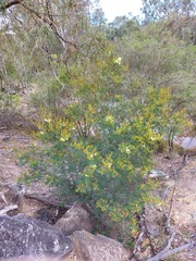 Acacia parvipinnula