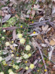 Acacia brownii
