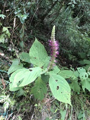 Comanthosphace formosana