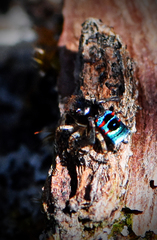 Maratus karrie
