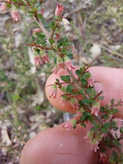 Cryptandra spinescens