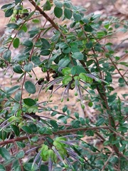 Grevillea mucronulata