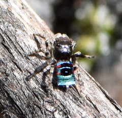 Maratus karrie