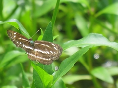 Neptis