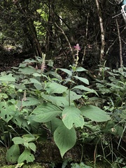 Comanthosphace formosana