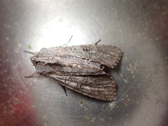 Ichneutica ustistriga