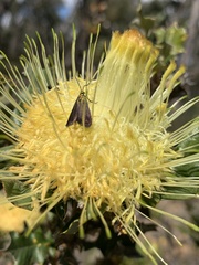 Banksia undata