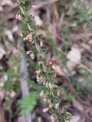 Cryptandra spinescens