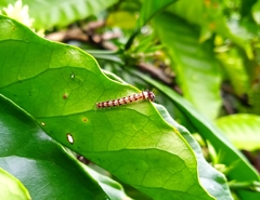 Asiomorpha coarctata