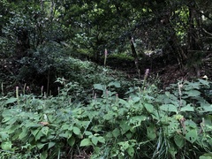 Comanthosphace formosana