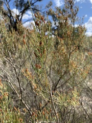 Allocasuarina humilis