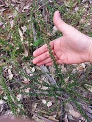 Cryptandra spinescens