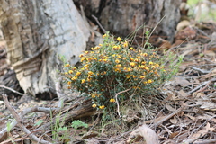 Pultenaea largiflorens