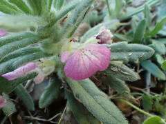 Ajuga iva iva