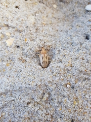 Eurynebria complanata