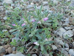 Ajuga iva iva