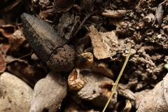 Capnodis tenebricosa