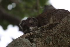 Dendrohyrax arboreus
