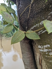 Hoya