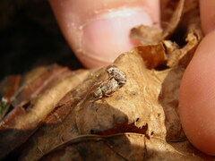 Strophosoma capitatum