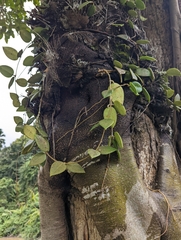 Hoya