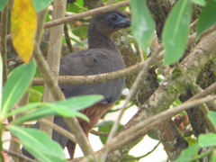 Chamaepetes goudotii